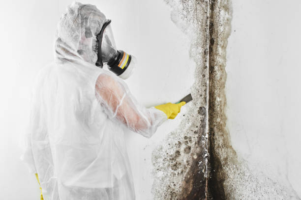 Reliable Salem Heights, OH Mold Removal Solutions