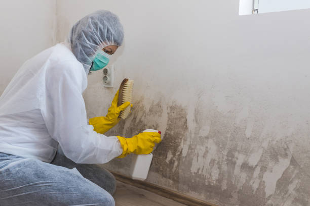 Best Certified Mold Removal  in Salem Heights, OH