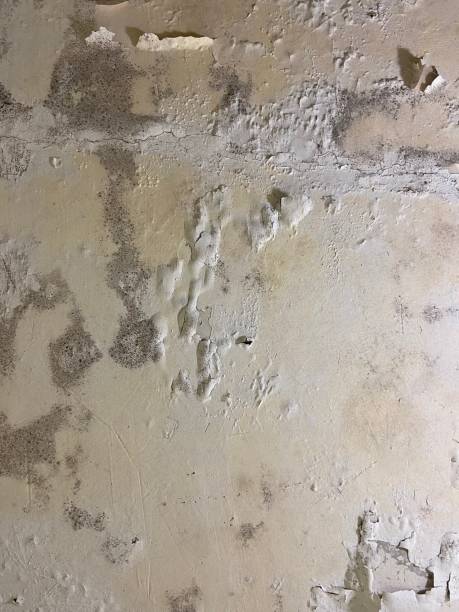 Best Fast Mold Removal  in Salem Heights, OH