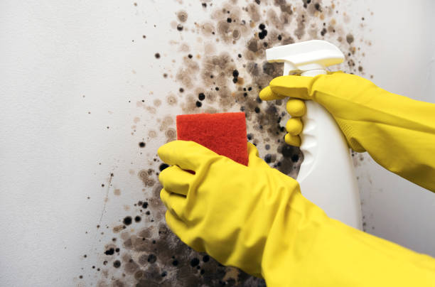 Best Office Mold Removal Services  in Salem Heights, OH