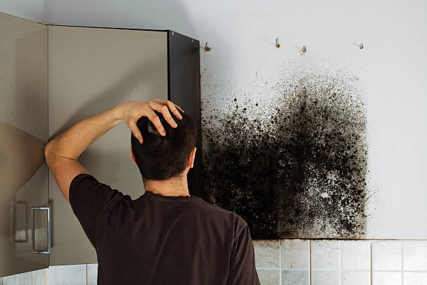Home Mold Removal in Salem Heights, OH