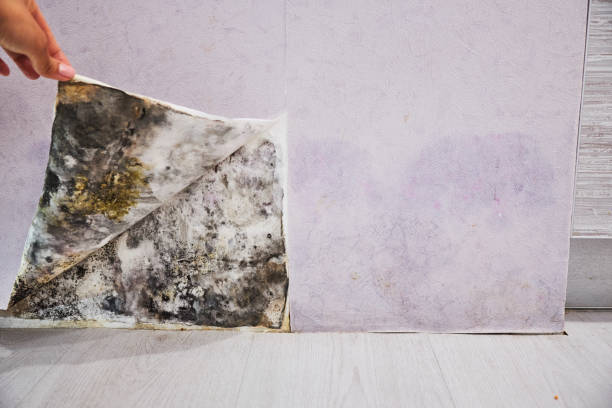 Best Attic Mold Removal  in Salem Heights, OH